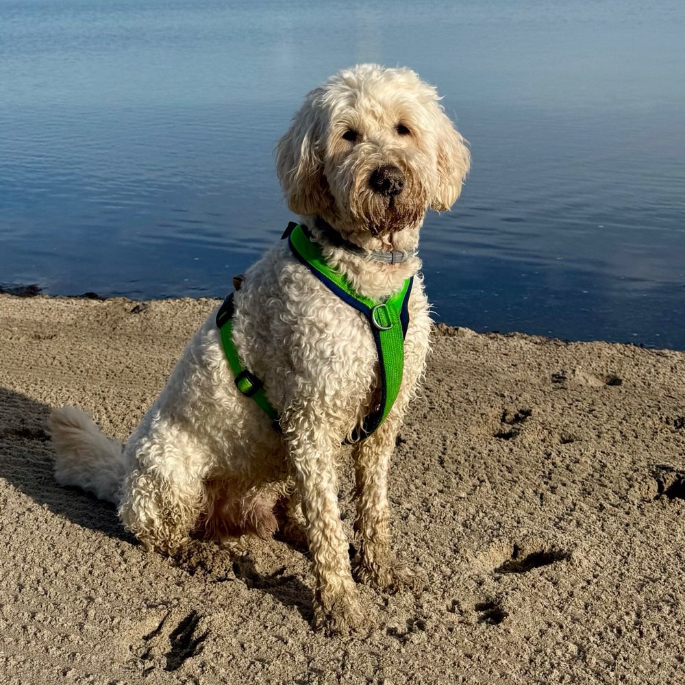 Hundetreffen-Spiel- & Gassifreunde gesucht!-Profilbild