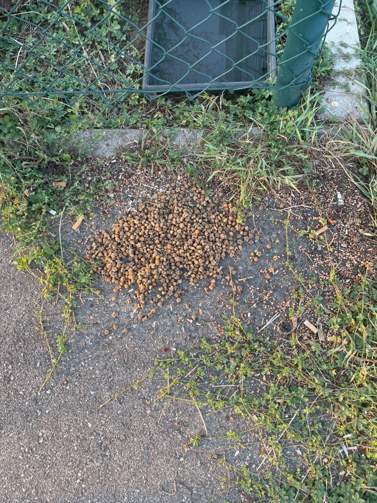 Giftköder-Eventueller Giftköder-Profilbild