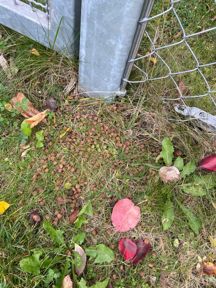 Giftköder-Eventuell Giftköder-Profilbild