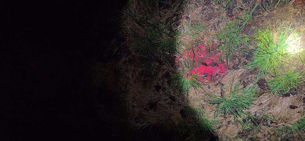 Giftköder-Vermutlich Rattengift, rot eingefärbt-Profilbild