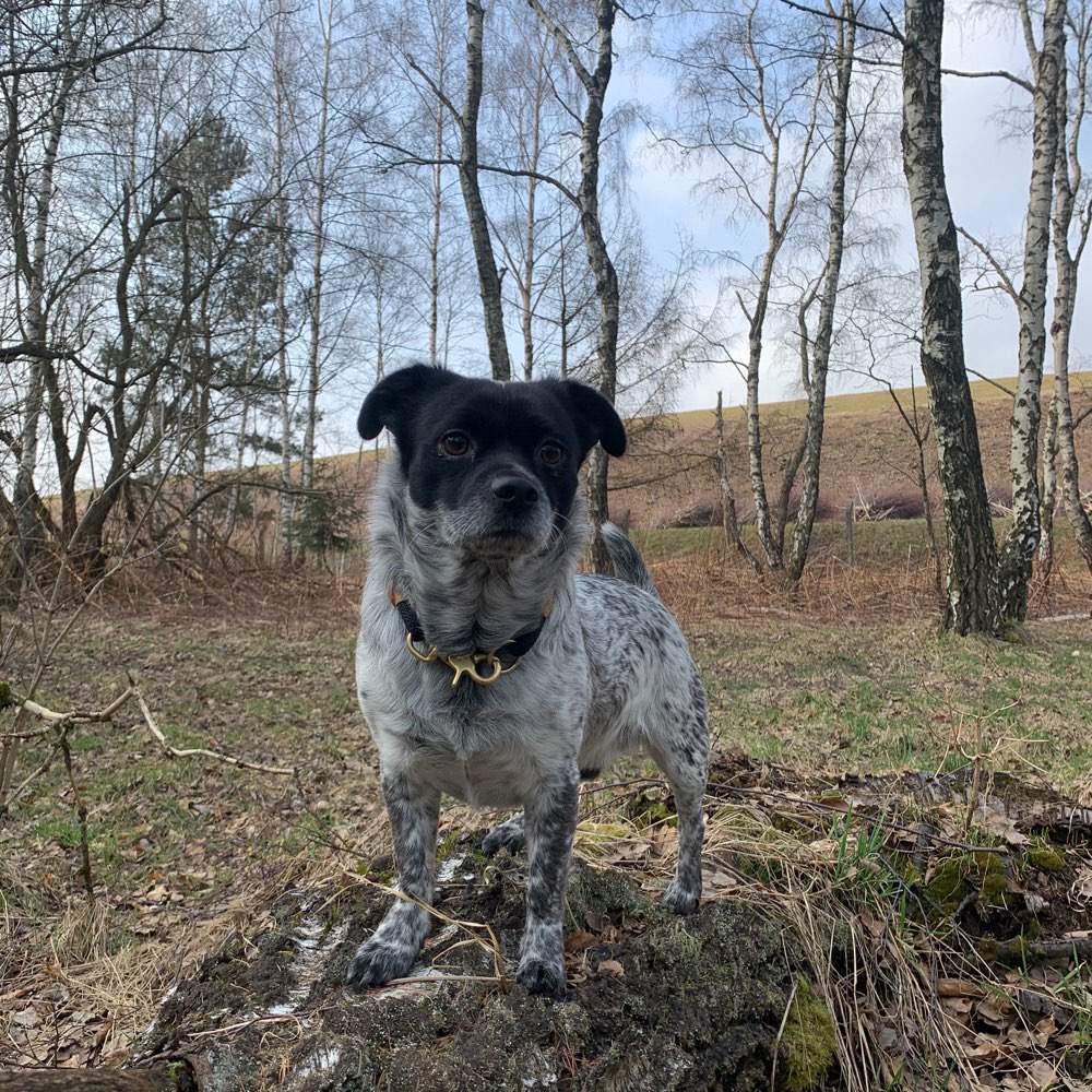 Hundetreffen-Gemeinsame Spaziergänge Hundefreundin Hundefreund gesucht-Profilbild