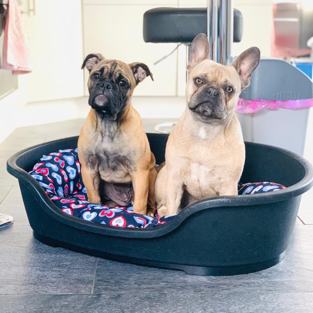 Hundetreffen-Spieltreffen Würselener Wald-Profilbild