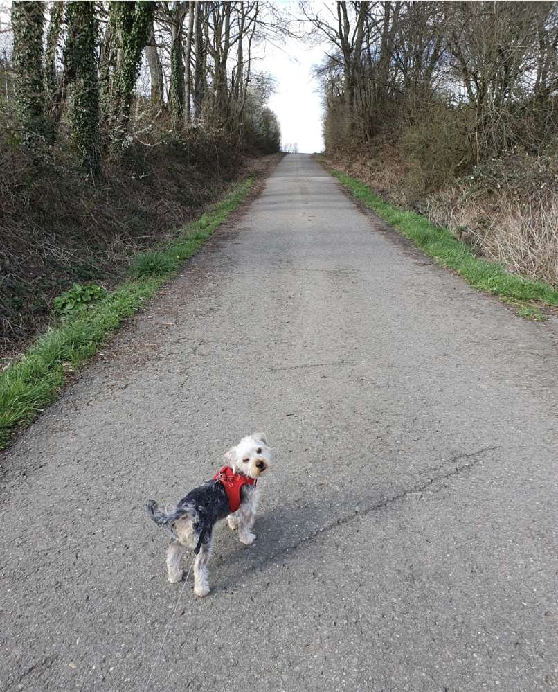 Hundetreffen-Spielen und Gassirunden mit Bob-Profilbild