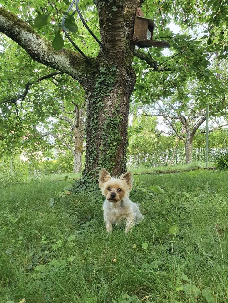 Hundetreffen-Spielkamerad m/w für gelegentliche Gassirunden gesucht-Profilbild