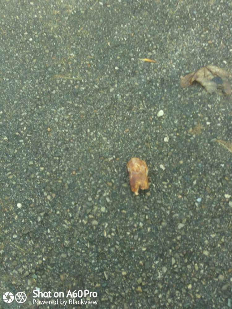 Giftköder-Gilftköder-Profilbild