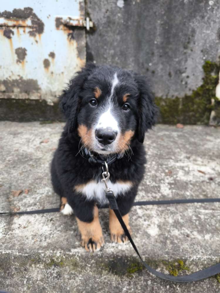 Hundetreffen-Gassirunde Sozialisierung Welpen Junghunde Erwachsene-Profilbild
