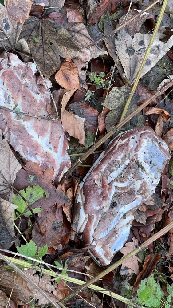 Giftköder-Fleisch ausgelegt-Profilbild