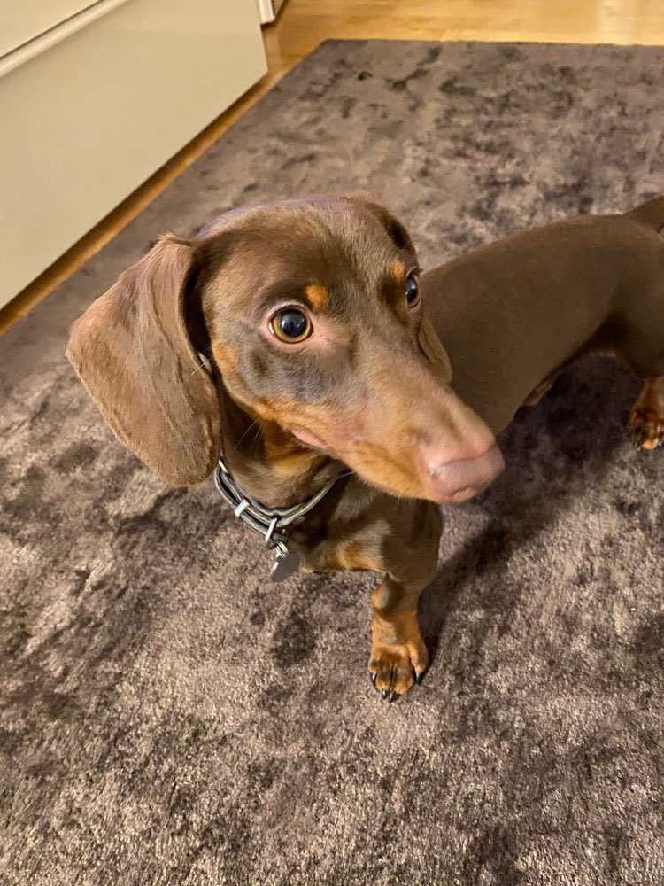 Hundetreffen-Dackeltreffen Gassi und Spielrunde nach Absprache-Profilbild