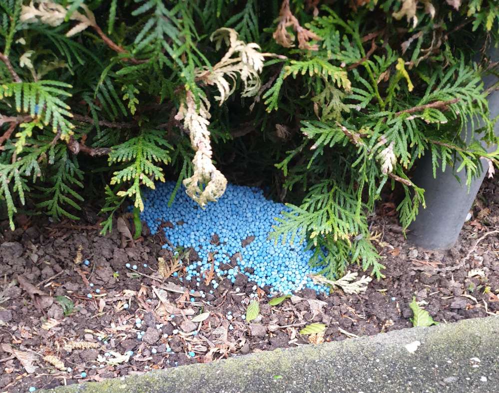Giftköder-Blaukorn-Profilbild