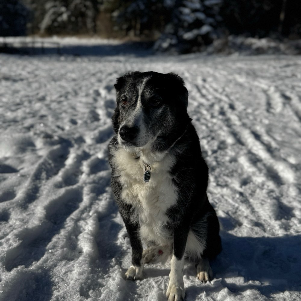 Hundetreffen-Gemeinsam die Welt entdecken-Profilbild