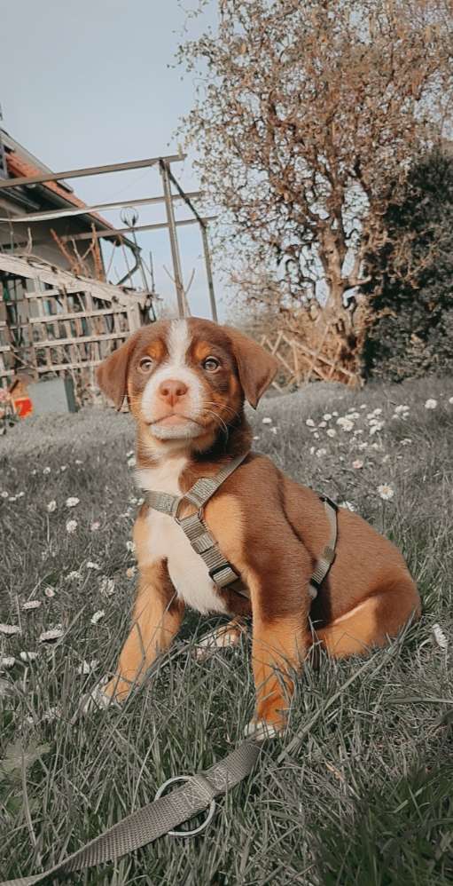 Hundetreffen-Welpenfreund gesucht. 😊-Profilbild