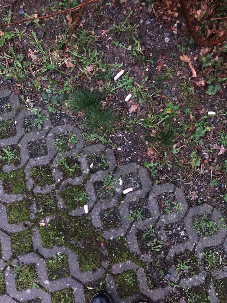 Giftköder-Möglicherweise Giftköder-Profilbild