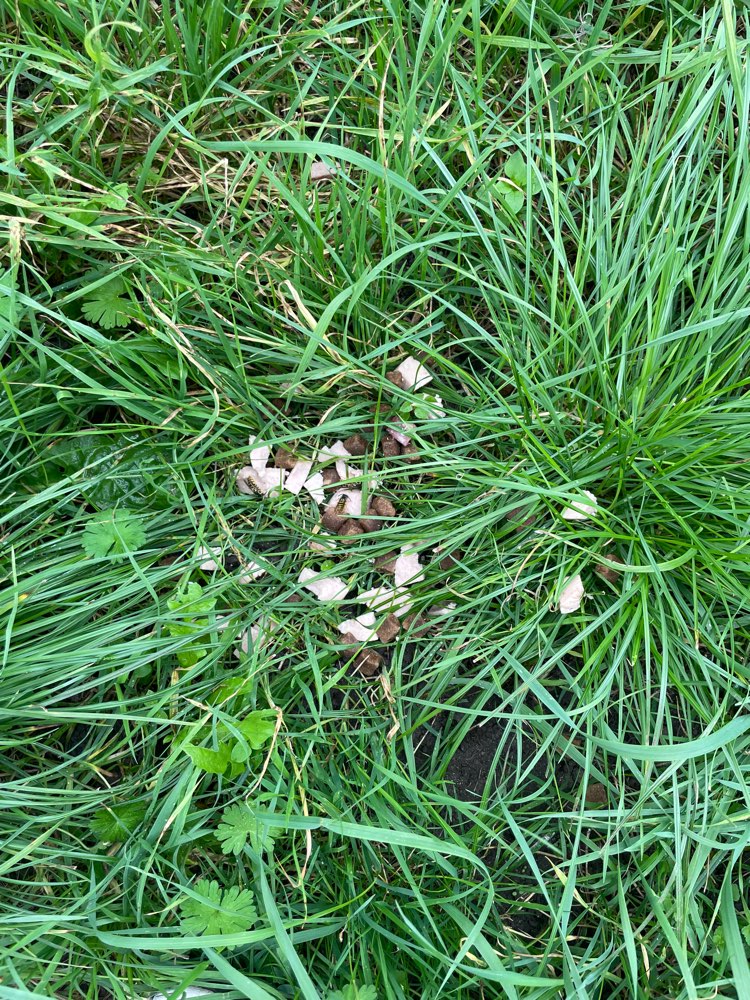 Giftköder-Fleischwurst und Leckerchen-Profilbild