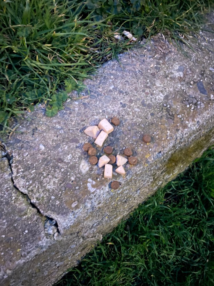 Giftköder-Wieder Leiblplatz, Ggf. Giftköder-Profilbild