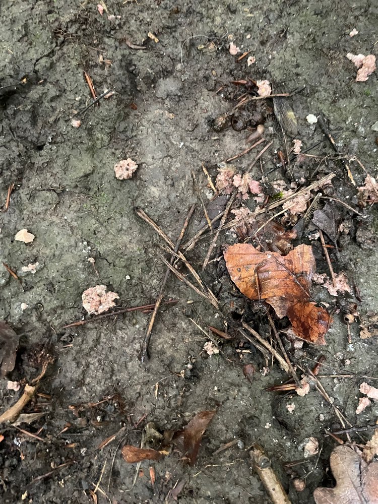 Giftköder-Ggf. Giftköderreste.-Profilbild