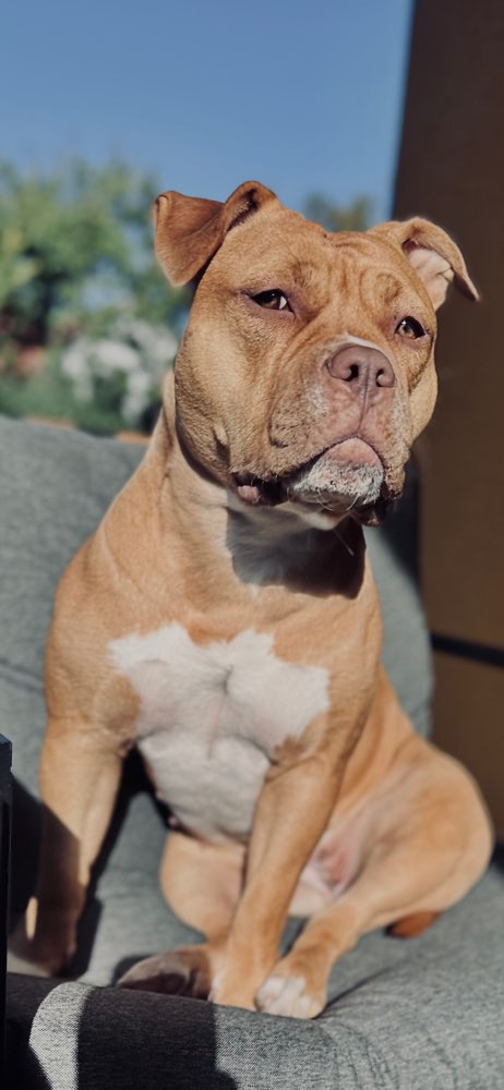 Hundetreffen-Spiel und Sozialisierungspartner-Profilbild