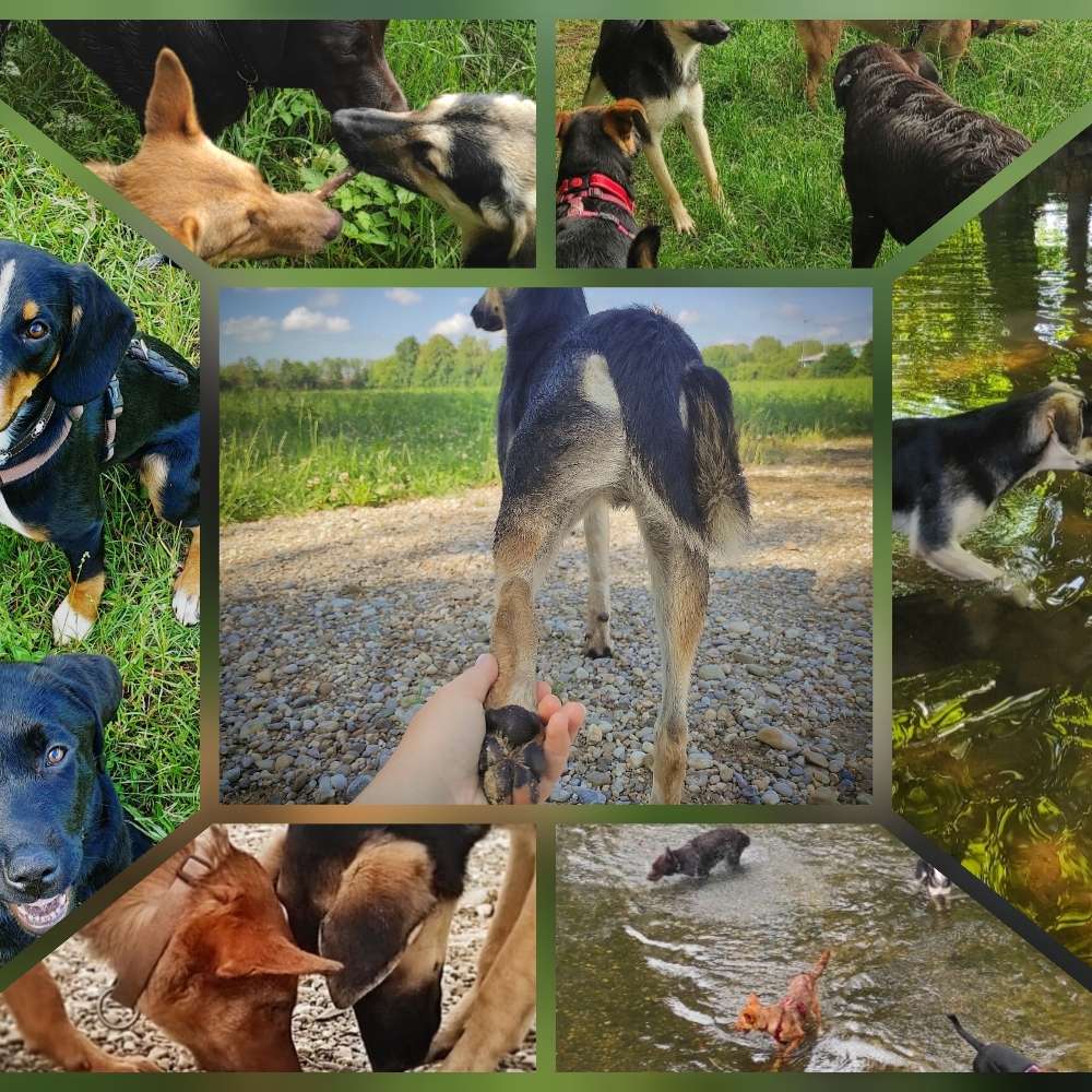 Hundetreffen-ERDING-Profilbild