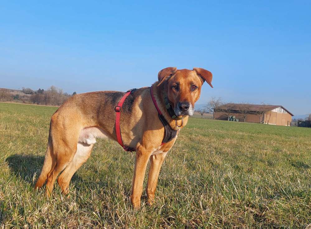 Hundetreffen-Nuck (10 J, 38 kg) sucht Spielgefährten-Profilbild