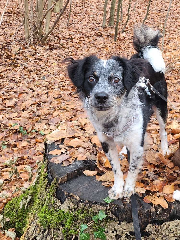 Hundetreffen-Übungs- und Spielepartner-Profilbild