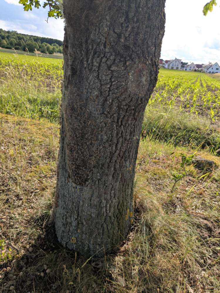 Giftköder-Eichenprozessionsspinner-Profilbild