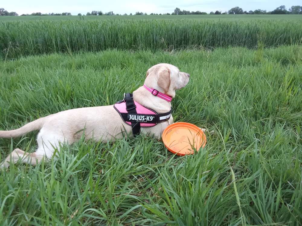 Hundetreffen-Spiel und Gassikumpel gesucht-Profilbild