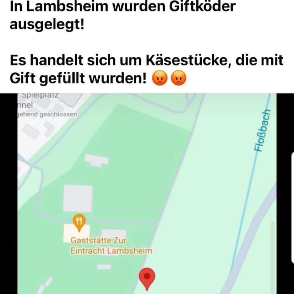 Giftköder-In Käsewürfel sind Giftköder ausgelegt-Profilbild
