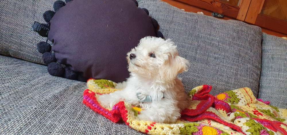 Hundetreffen-Welpentreffen in Linden-Profilbild