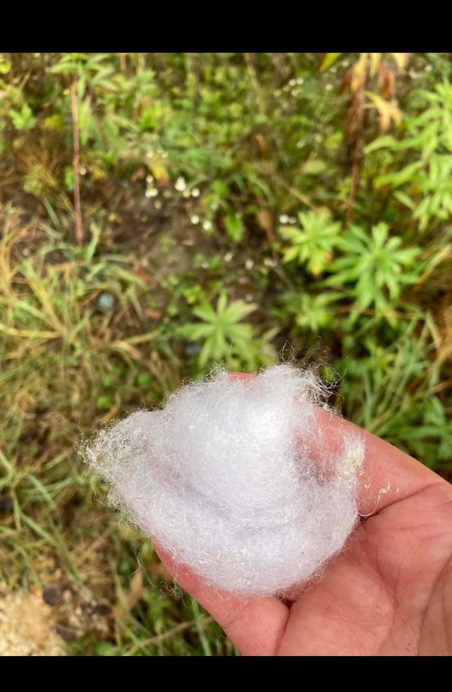 Giftköder-Rattengift-Profilbild