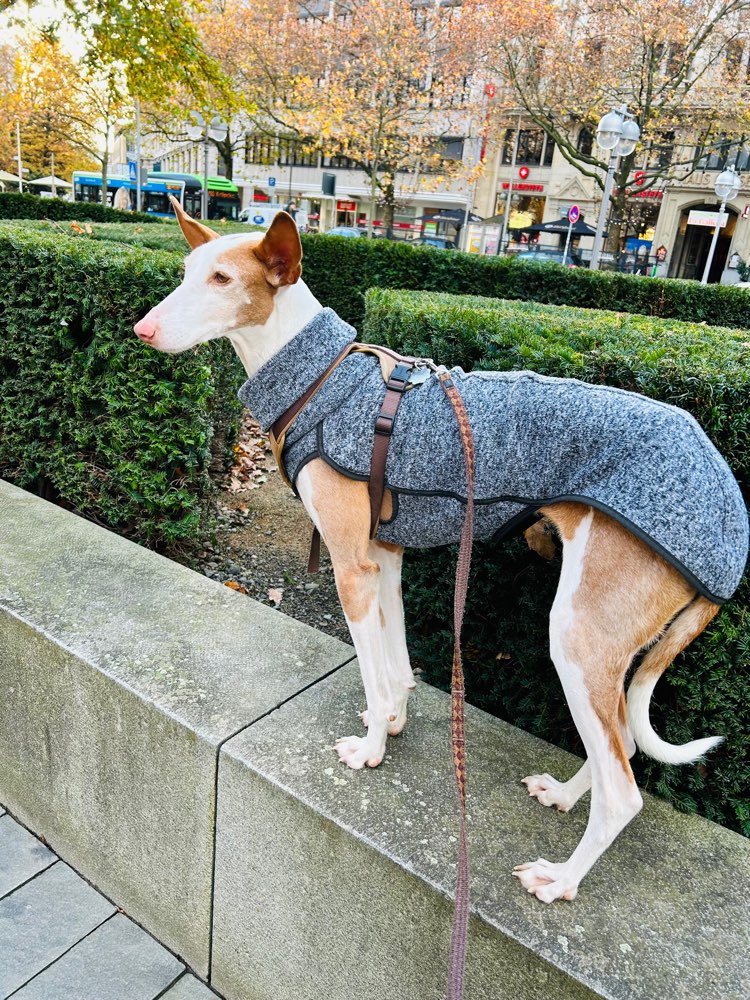 Hundetreffen-Sportlicher Spielpartner für Kira gesucht-Profilbild