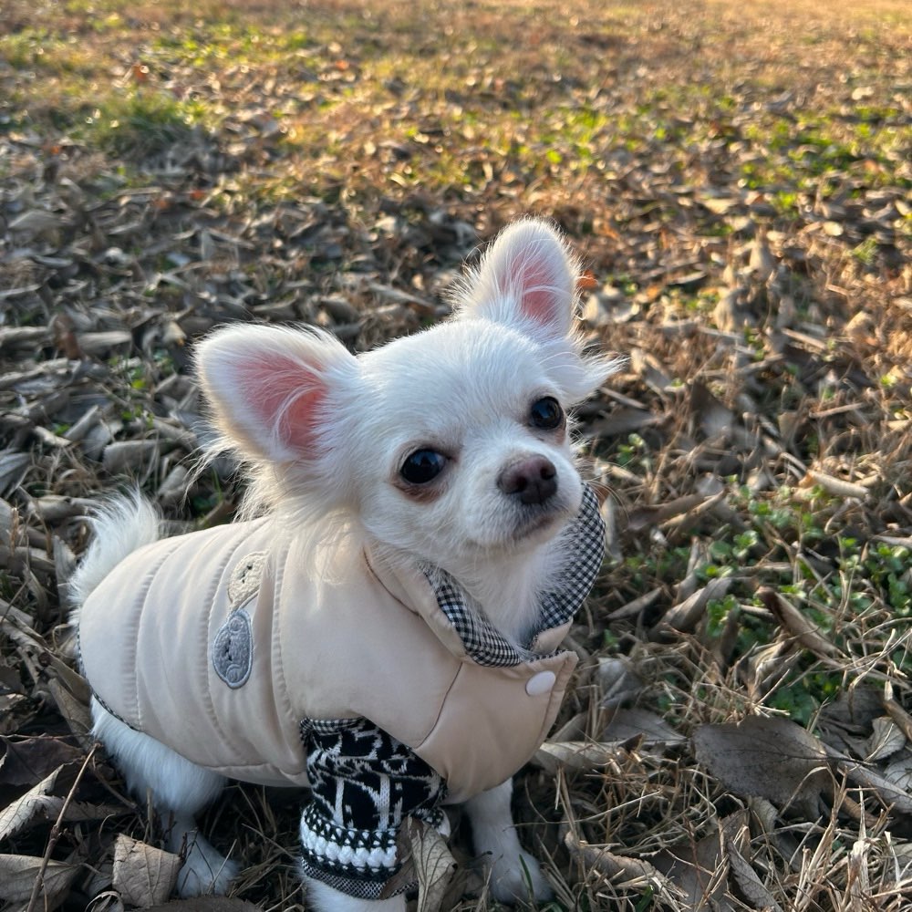 Hundetreffen-Spielen für kleine Hunde-Profilbild