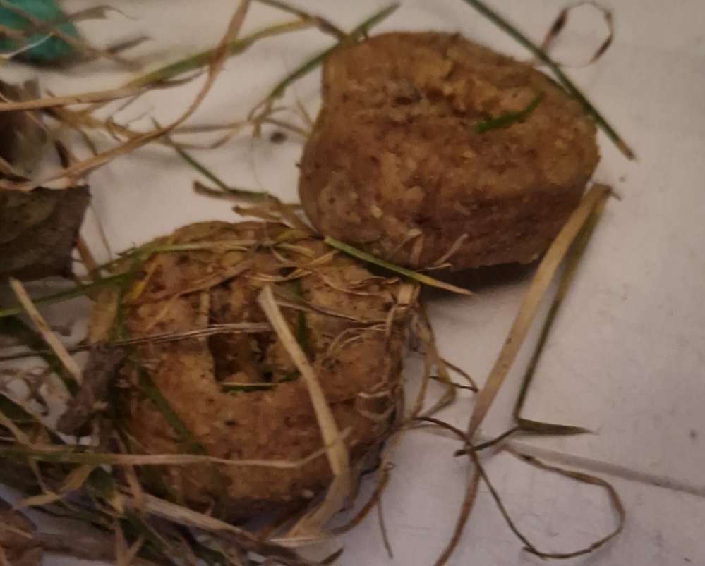 Giftköder-Giftköder/Frolic in Pingelshagen-Profilbild