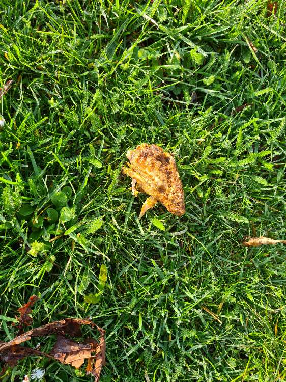 Giftköder-Hähnchen unter Blättern versteckt-Profilbild