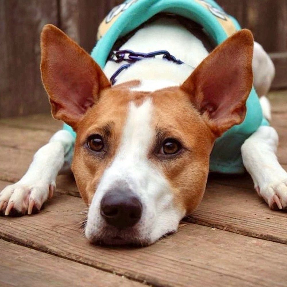 Hundetreffen-Hunde zum Fotografieren gesucht-Profilbild