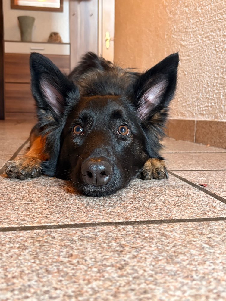 Hundetreffen-Trainings Partner gesucht-Profilbild