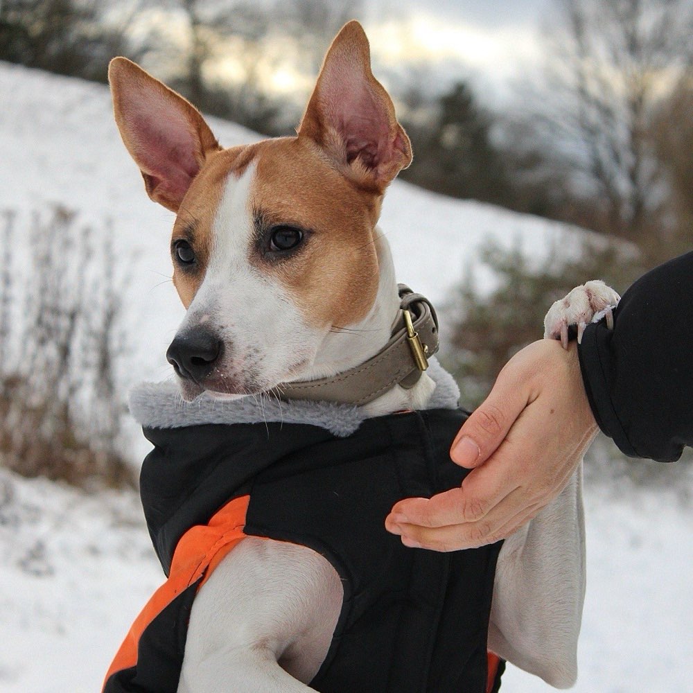 Hundetreffen-Hunde zum Fotografieren gesucht-Profilbild