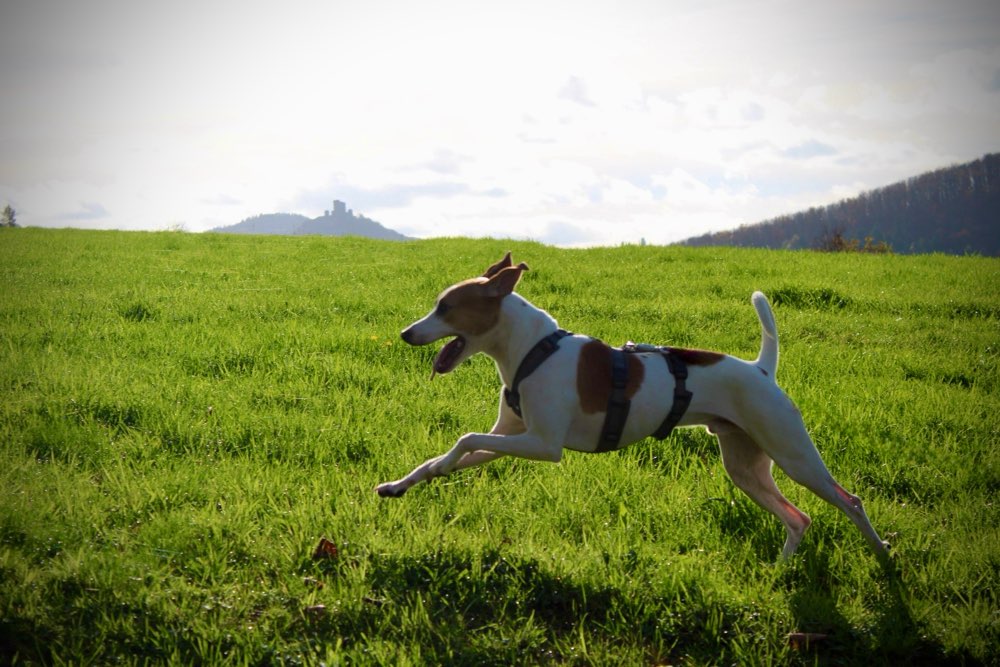 Hundetreffen-Hunde zum Fotografieren gesucht-Profilbild