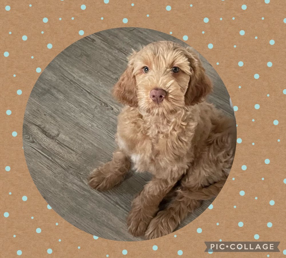 Hundetreffen-Welpentreffen zum Spielen-Profilbild