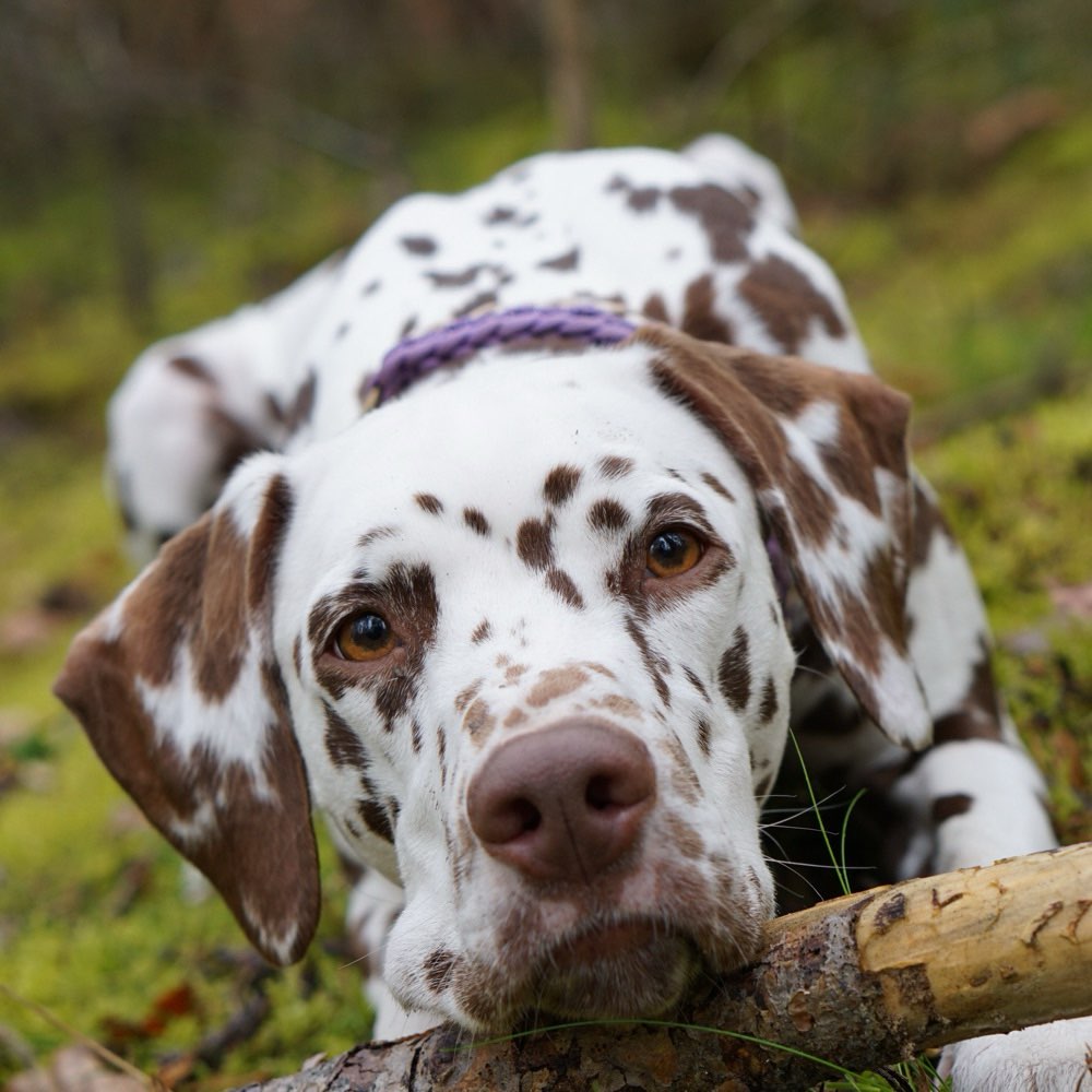 Hundetreffen-Dalmatiner Treffen 🤎🤍🖤-Profilbild