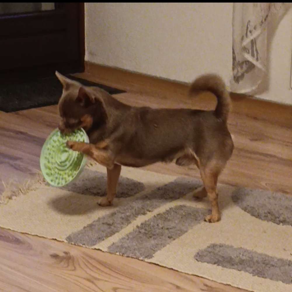 Hundetreffen-Gemeinsames spielen/gassi gehen-Profilbild