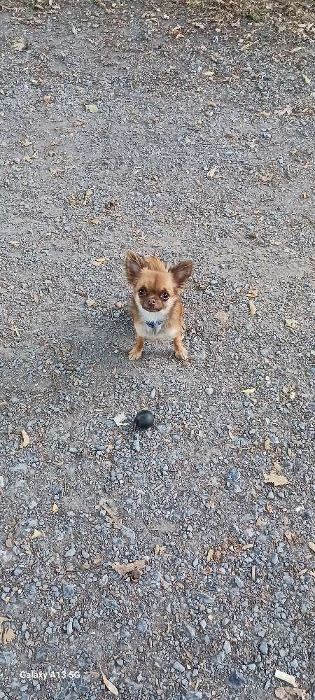Hundetreffen-Welpen treffen-Profilbild