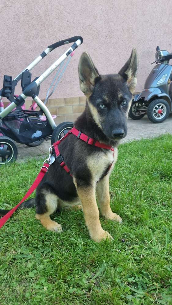 Hundetreffen-Gemeinsam Gassi gehen/ spielrunde-Profilbild