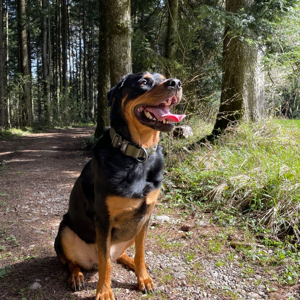 Hundetreffen-Treffen zum Rumtoben-Profilbild