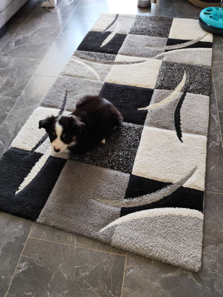 Hundetreffen-Welpentreffen in Ratingen-Profilbild