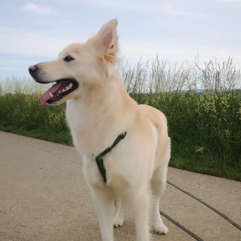 Hundetreffen-Sensible Hündin-Profilbild