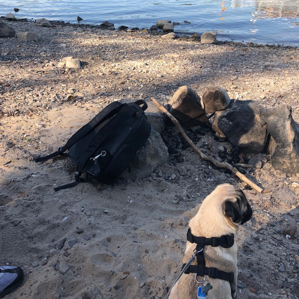 Hundetreffen-Mopstreffen Alfter/Bornheim-Profilbild