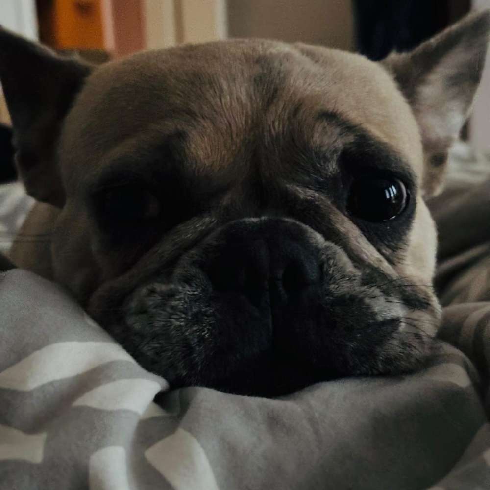 Hundetreffen-Mensch-Hund-Team zum Üben gesucht-Profilbild