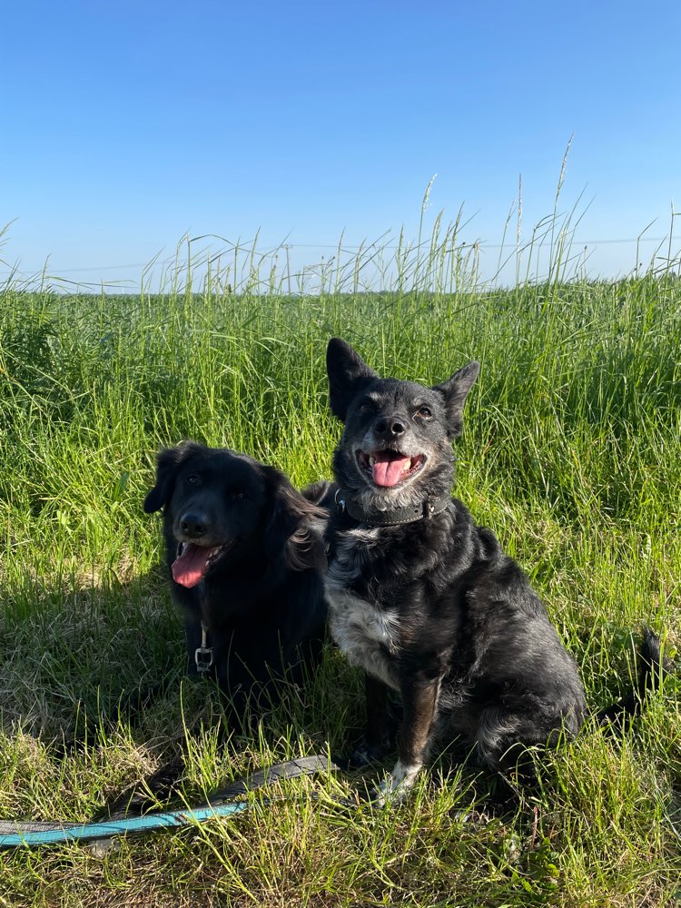 Hundetreffen-Trainingspartner gesucht 🐕-Profilbild