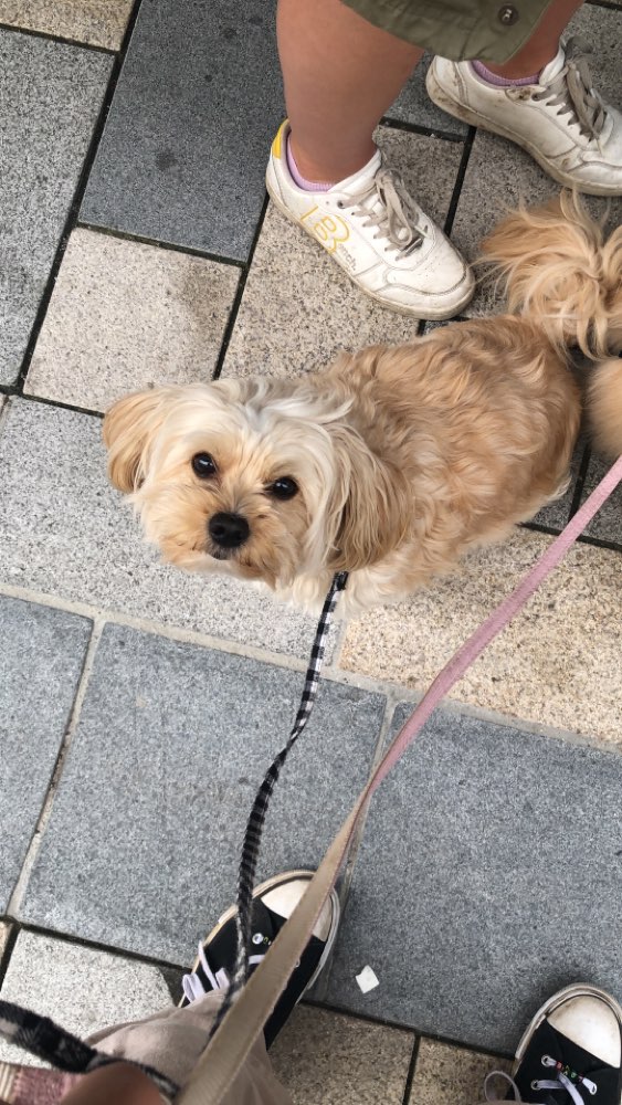 Hundetreffen-Gassirunde-Profilbild