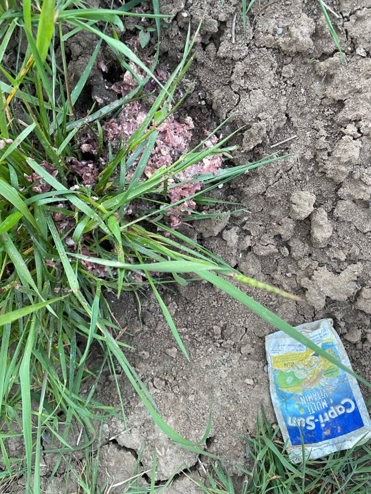 Giftköder-Rohes Fleisch, ähnlich Hack-Profilbild