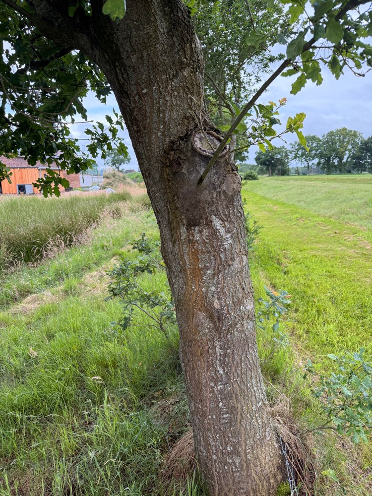 Giftköder-Eichen-Prozessionsspinner-Profilbild